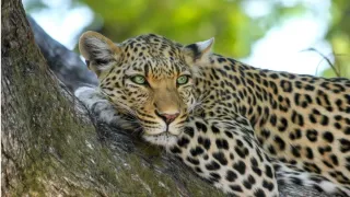 Himachal: Leopard On Prowl Kills Over Three Dozen Animals In Hamirpur, Locals Fear
